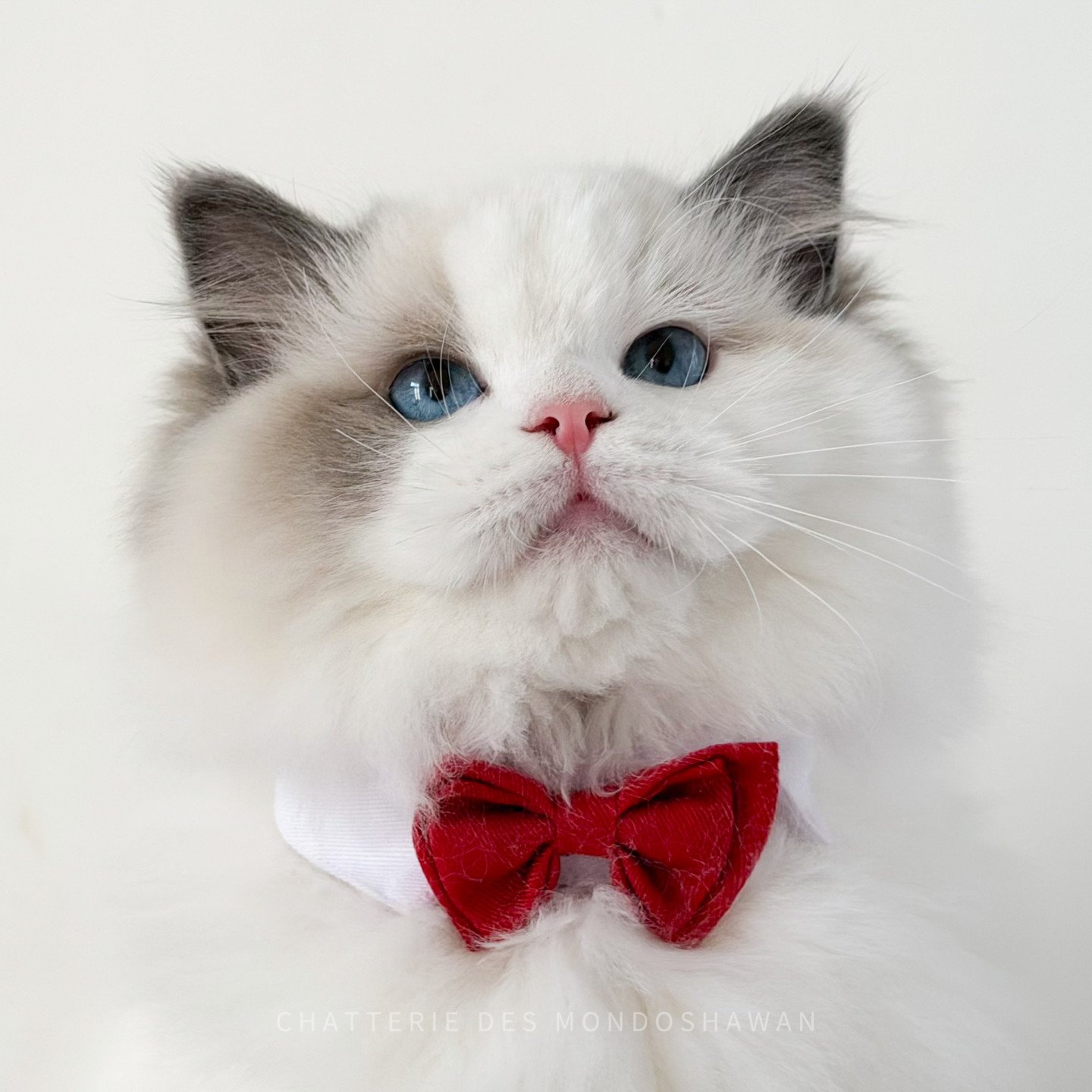 elevage ragdoll blue point