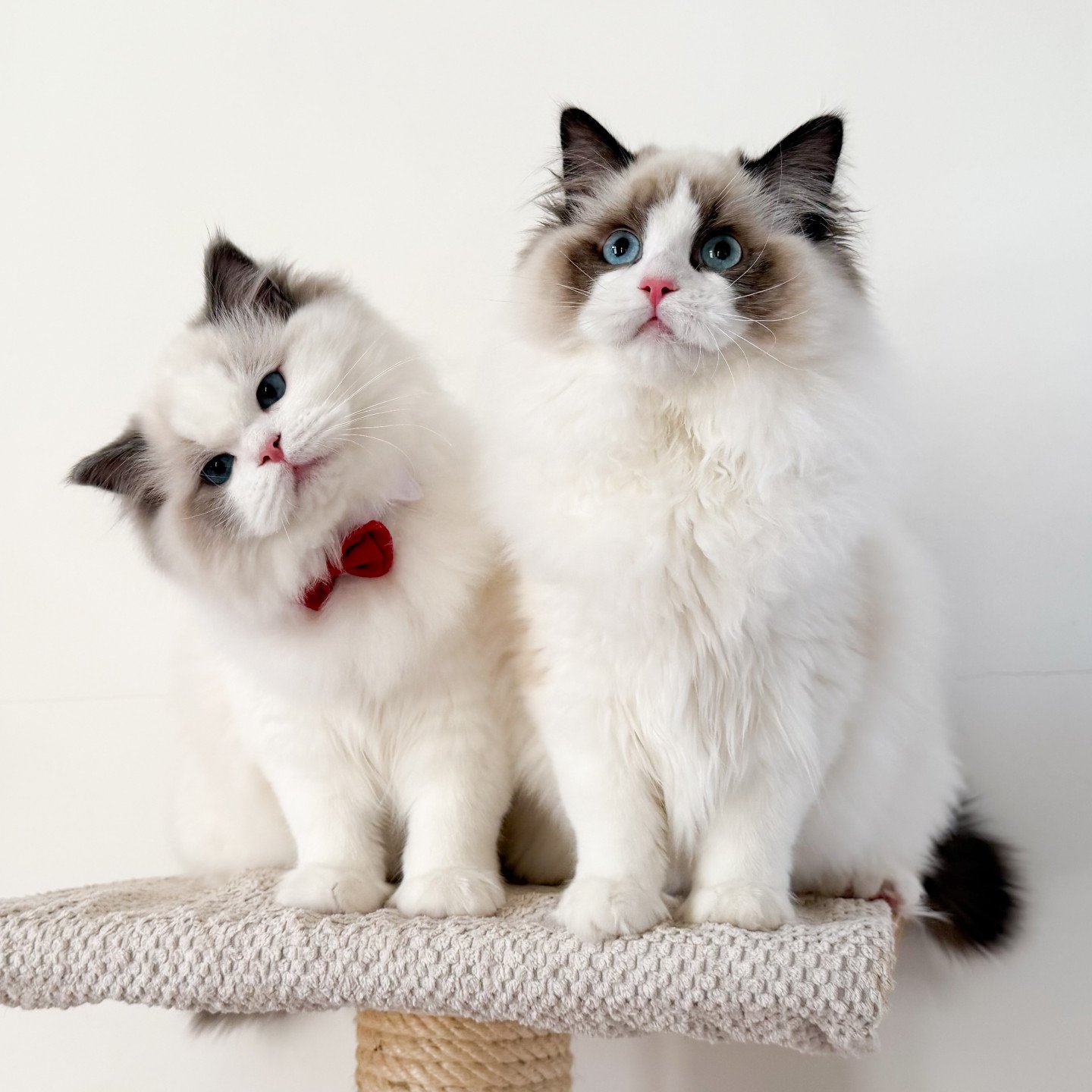 caractère ragdoll: adorable !