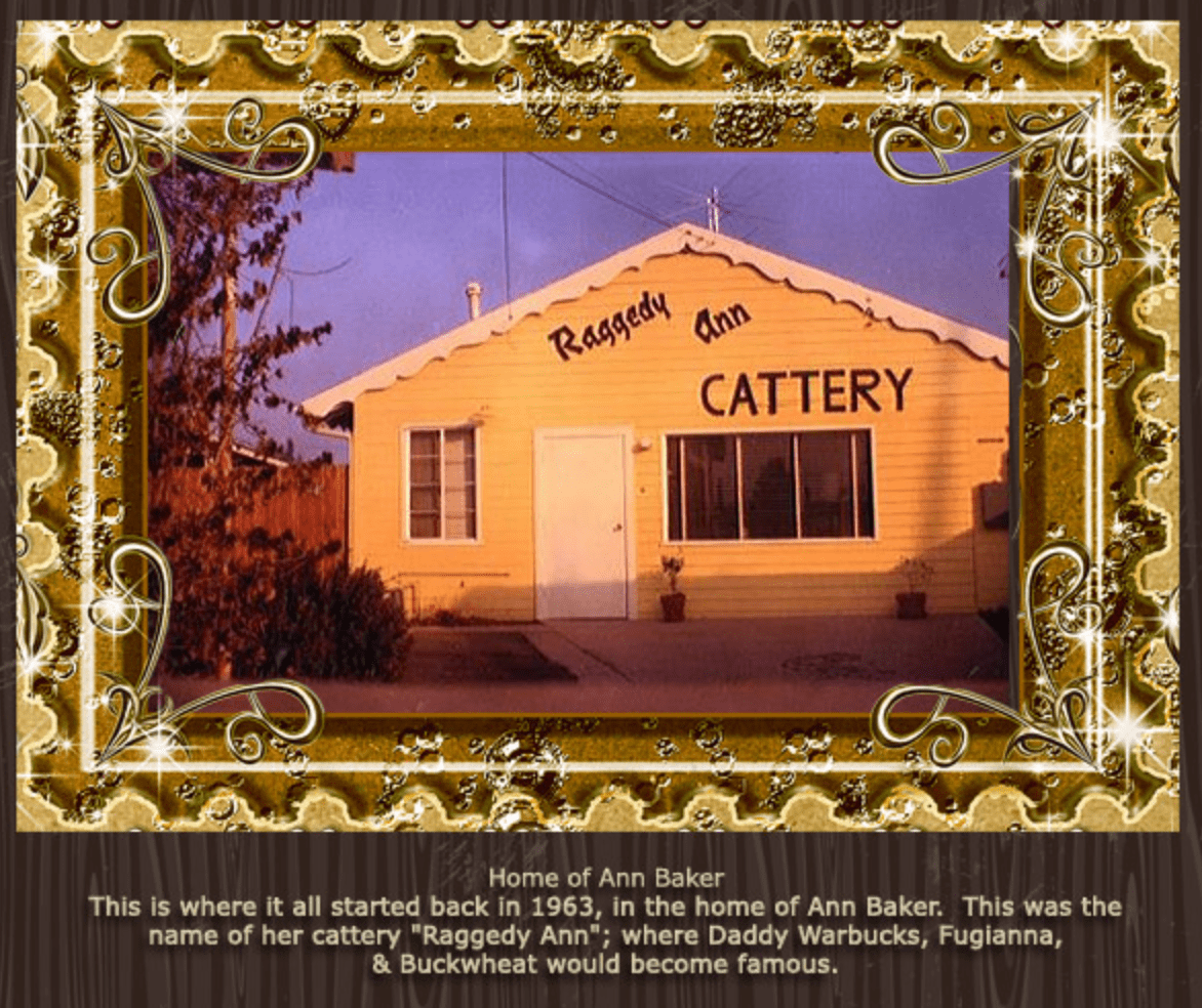 Raggedy cattery - Ann Baker Ragdoll