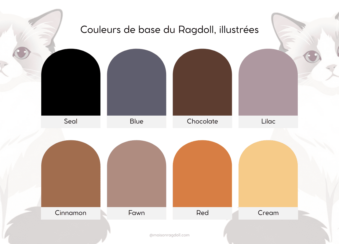 couleurs base ragdoll