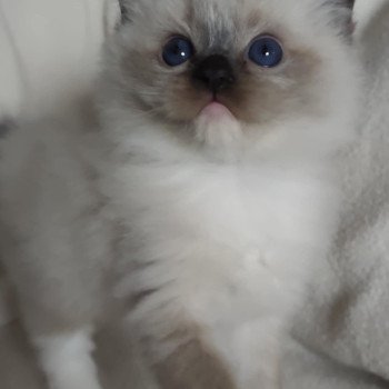 chat Ragdoll seal point mitted Alpha Ragdolls des Mondoshawan