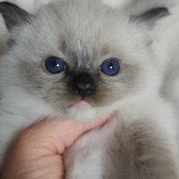 chat Ragdoll seal point mitted Alpha Ragdolls des Mondoshawan