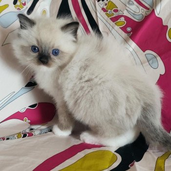 chat Ragdoll seal point mitted Alpha Ragdolls des Mondoshawan