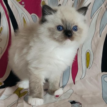 chat Ragdoll seal point mitted Alpha Ragdolls des Mondoshawan