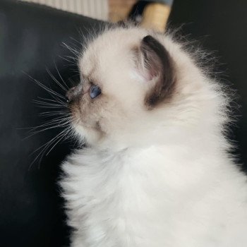 chat Ragdoll seal point mitted Alpha Ragdolls des Mondoshawan