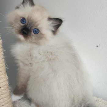 chat Ragdoll seal point mitted Alpha Ragdolls des Mondoshawan