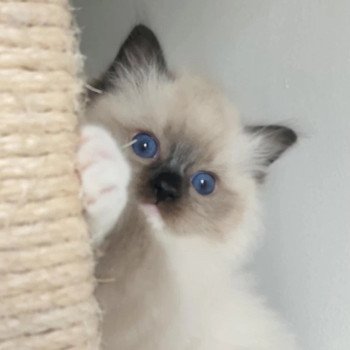 chat Ragdoll seal point mitted Alpha Ragdolls des Mondoshawan