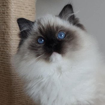 Alpha Mâle Ragdoll