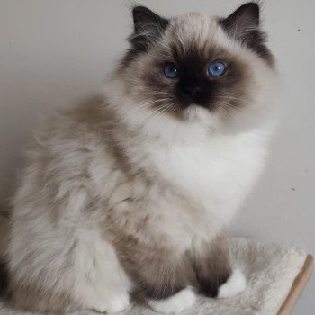 chat Ragdoll seal point mitted Alpha Maison Ragdoll