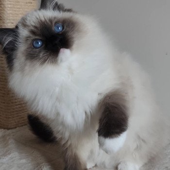 chat Ragdoll seal point mitted Alpha Maison Ragdoll