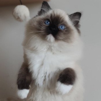 chat Ragdoll seal point mitted Alpha Maison Ragdoll