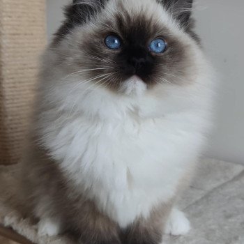 chat Ragdoll seal point mitted Alpha Maison Ragdoll