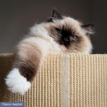chat Ragdoll seal point mitted Alpha Maison Ragdoll