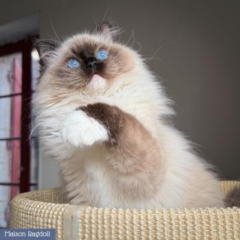 chat Ragdoll seal point mitted Alpha Maison Ragdoll