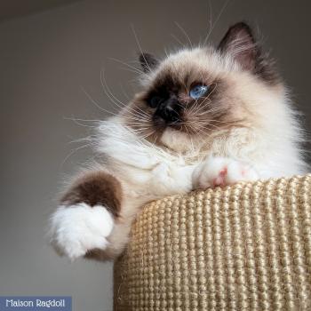 chat Ragdoll seal point mitted Alpha Maison Ragdoll