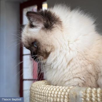 chat Ragdoll seal point mitted Alpha Maison Ragdoll
