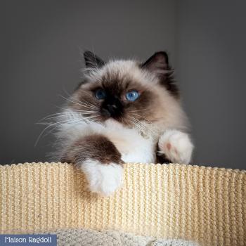 chat Ragdoll seal point mitted Alpha Maison Ragdoll