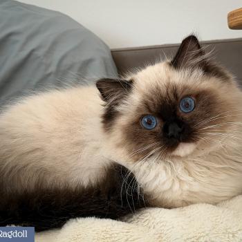 chat Ragdoll seal point mitted Alpha Maison Ragdoll