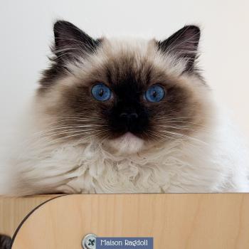chat Ragdoll seal point mitted Alpha Maison Ragdoll