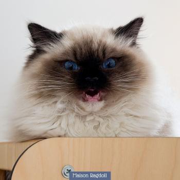 chat Ragdoll seal point mitted Alpha Maison Ragdoll