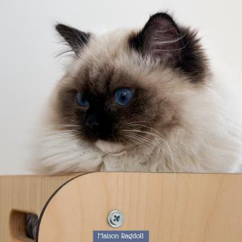 chat Ragdoll seal point mitted Alpha Maison Ragdoll