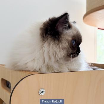 chat Ragdoll seal point mitted Alpha Maison Ragdoll