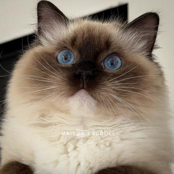 chat Ragdoll seal point mitted Alpha Maison Ragdoll