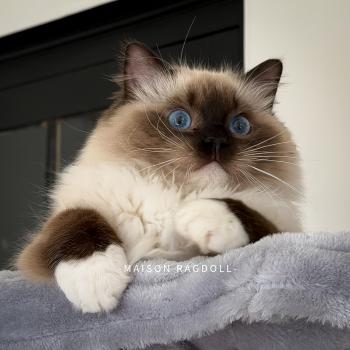 chat Ragdoll seal point mitted Alpha Maison Ragdoll