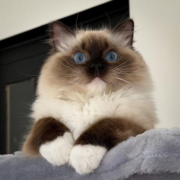 chat Ragdoll seal point mitted Alpha Maison Ragdoll