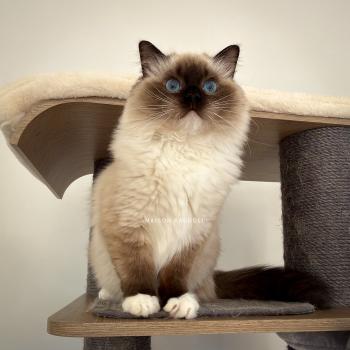chat Ragdoll seal point mitted Alpha Maison Ragdoll