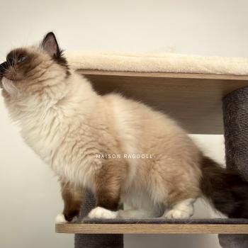 chat Ragdoll seal point mitted Alpha Maison Ragdoll