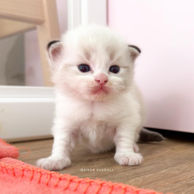 Barbie Femelle Ragdoll