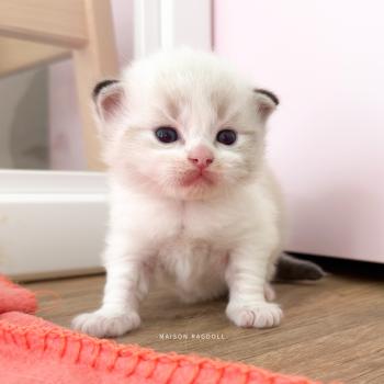 chaton Ragdoll Barbie Maison Ragdoll