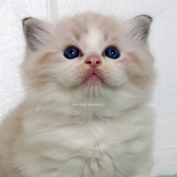 chaton Ragdoll seal tabby point bicolor Barbie Maison Ragdoll