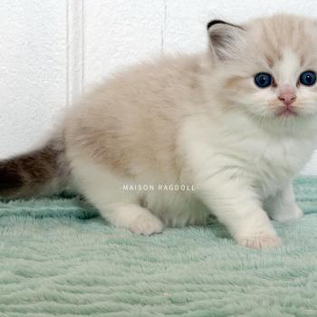 chaton Ragdoll seal tabby point bicolor Barbie Maison Ragdoll