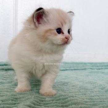 chaton Ragdoll seal tabby point bicolor Barbie Maison Ragdoll