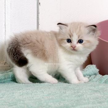 chaton Ragdoll seal tabby point bicolor Barbie Maison Ragdoll