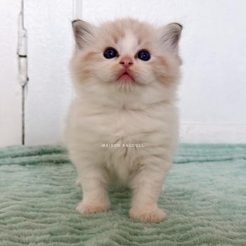chaton Ragdoll seal tabby point bicolor Barbie Maison Ragdoll