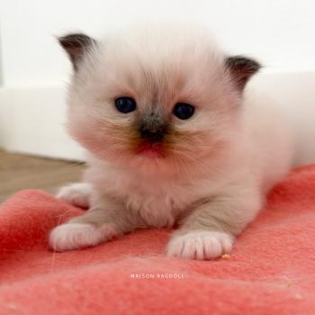 chaton Ragdoll Bella Maison Ragdoll