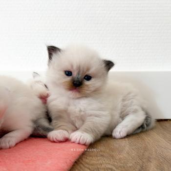 chaton Ragdoll Bella Maison Ragdoll