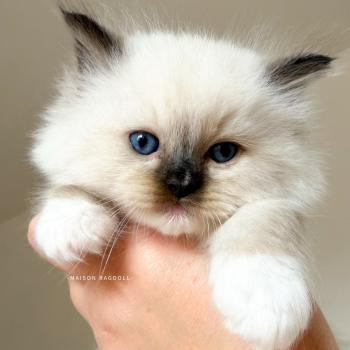 chaton Ragdoll seal point mitted Bella Maison Ragdoll