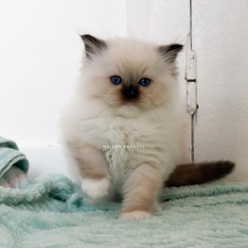 Bella Femelle Ragdoll