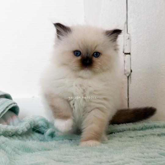 Bella Femelle Ragdoll