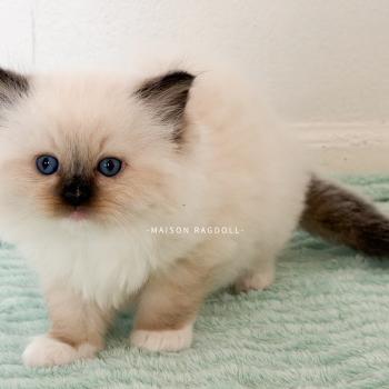 chaton Ragdoll seal point mitted Bella Maison Ragdoll