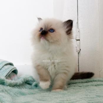 chaton Ragdoll seal point mitted Bella Maison Ragdoll