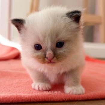 chaton Ragdoll seal point mitted Berny Flame Maison Ragdoll