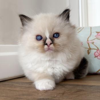 chaton Ragdoll seal point mitted Berny Flame Maison Ragdoll