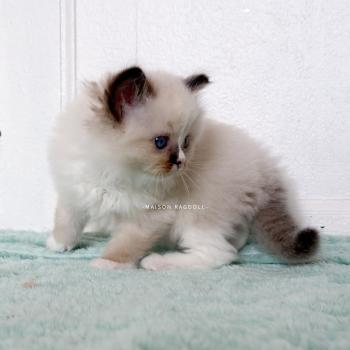 chaton Ragdoll seal point mitted Berny Flame Maison Ragdoll