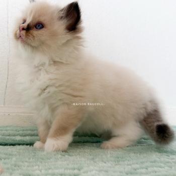 chaton Ragdoll seal point mitted Berny Flame Maison Ragdoll