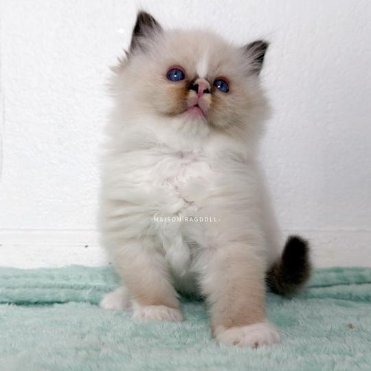 Berny Flame Mâle Ragdoll